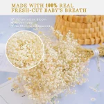 자연 신선한 말린 보존 꽃 Gypsophila paniculata, 결혼식 장식, 가정 장식을위한 아기의 호흡 꽃 꽃다발 선물 - 이미지 5