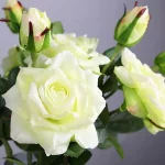 5PCS 리얼 터치 장미 꽃 신부 웨딩 부케 인공 실크 로즈 결혼 용품 DIY 홈 웨딩 파티 꽃 장식 - 이미지 6